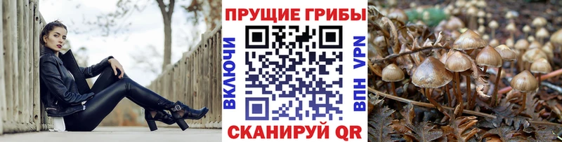 купить наркотики сайты  Неман  Псилоцибиновые грибы Magic Shrooms 